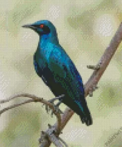 Lesser Blue Eared Starling Diamond Painting