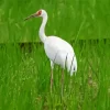 Leucogeranus Genus Crane Diamond Painting