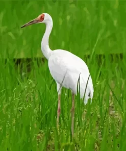 Leucogeranus Genus Crane Diamond Painting