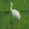 Leucogeranus Genus Crane Diamond Painting