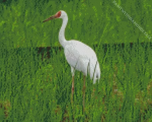 Leucogeranus Genus Crane Diamond Painting