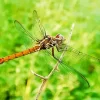 Libellulidae Dragonfly Diamond Painting