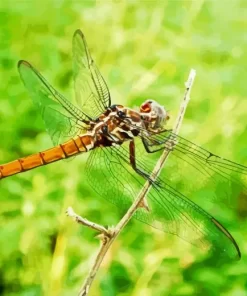 Libellulidae Dragonfly Diamond Painting