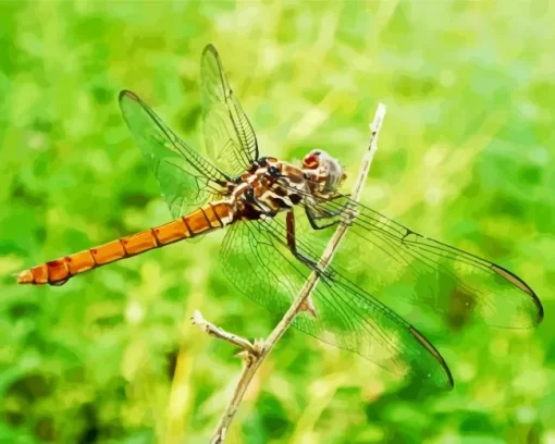 Libellulidae Dragonfly Diamond Painting