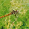 Libellulidae Dragonfly Diamond Painting