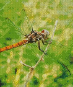 Libellulidae Dragonfly Diamond Painting