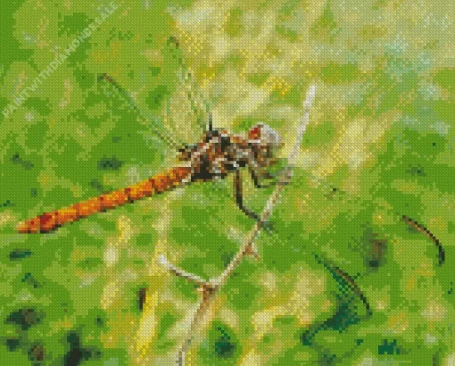 Libellulidae Dragonfly Diamond Painting