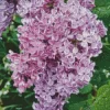 Lilacs Diamond Painting