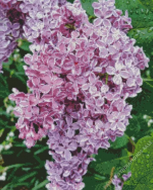 Lilacs Diamond Painting