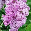 Lilacs Diamond Painting