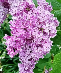 Lilacs Diamond Painting