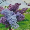 Lilacs Plants Diamond Painting