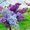 Lilacs Plants Diamond Painting