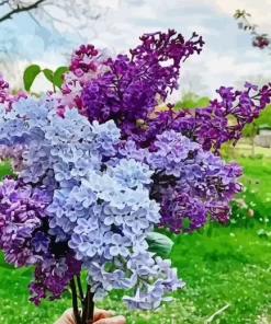 Lilacs Plants Diamond Painting