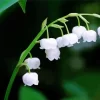 Lily Of The Valley Close Up Diamond Painting