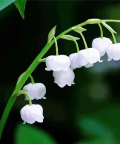 Lily Of The Valley Close Up Diamond Painting