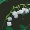 Lily Of The Valley Close Up Diamond Painting