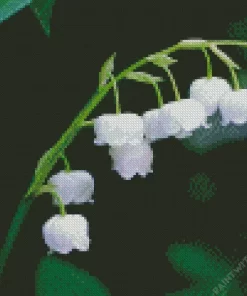 Lily Of The Valley Close Up Diamond Painting