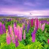 Lupines Field Diamond Painting