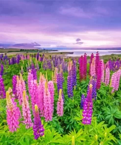 Lupines Field Diamond Painting