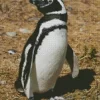 Magellanic Penguin Bird Diamond Painting