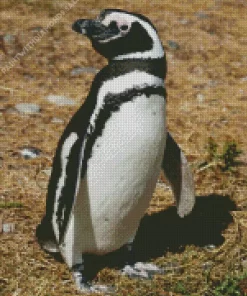 Magellanic Penguin Bird Diamond Painting