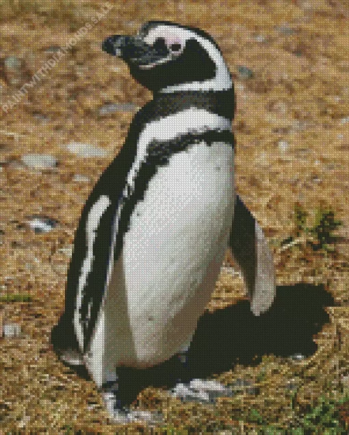 Magellanic Penguin Bird Diamond Painting