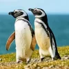 Magellanic Penguins Pair Diamond Painting