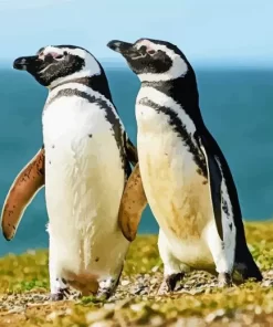 Magellanic Penguins Pair Diamond Painting