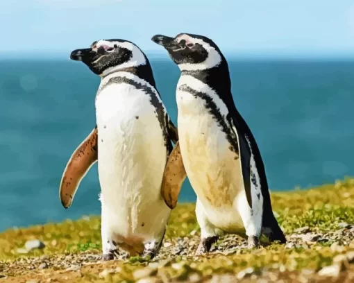 Magellanic Penguins Pair Diamond Painting