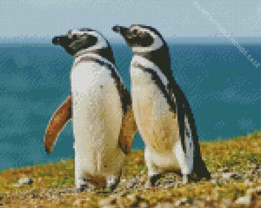 Magellanic Penguins Pair Diamond Painting