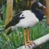 Magpie Geese Diamond Painting