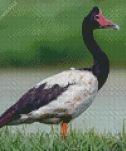 Magpie Geese Bird Diamond Painting