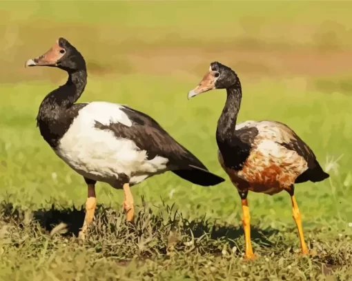 Magpie Geese Pair Diamond Painting