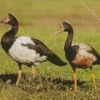 Magpie Geese Pair Diamond Painting