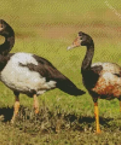 Magpie Geese Pair Diamond Painting