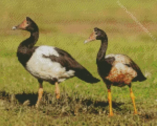 Magpie Geese Pair Diamond Painting