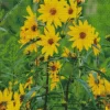 Maximilian Perennial Sunflower Diamond Painting