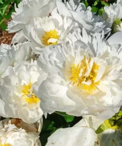 Miss America Peonies Diamond Painting