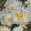 Miss America Peonies Diamond Painting