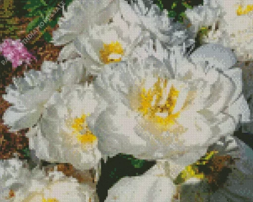 Miss America Peonies Diamond Painting