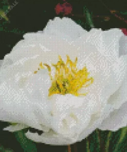 Miss America Peony Diamond Painting