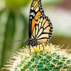 Monarch Butterfly On A Cactus Diamond Painting