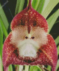 Monkey Orchid Diamond Painting