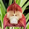 Monkey Orchid Diamond Painting