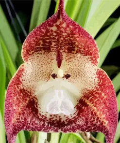 Monkey Orchid Diamond Painting