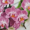 Moth Orchids Diamond Painting