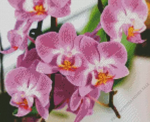 Moth Orchids Diamond Painting