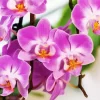 Moth Orchids Diamond Painting