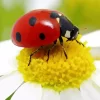 Multicolored Asian Ladybug Diamond Painting